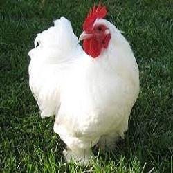 BONTHA  CHICKEN- బొంత చికెన్BIRD MEAT - CHICKEN