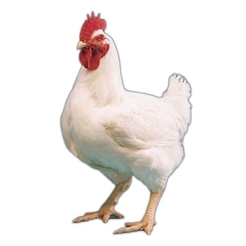 Chicken - farm Bird - ఫారం కోడి మాంసంBIRD MEAT - CHICKEN