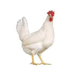 BROILER LIVE-బ్రాయిలర్ లైవ్Chicken